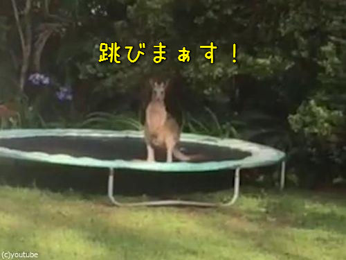 カンガルーがトランポリンを理解していないとき00