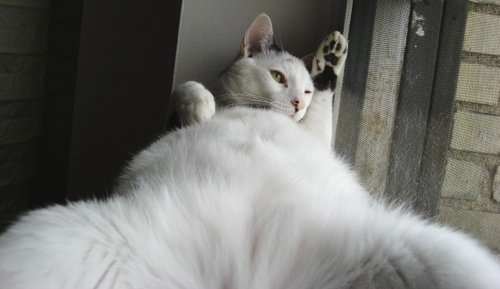 ưʪ�����Τ�����ʤ���12