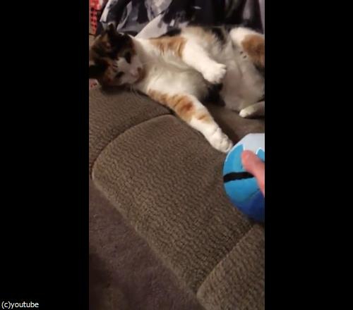 この可愛い生き物をゲットしたいけど03