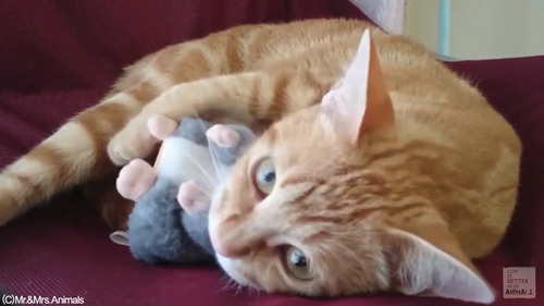 声真似おもちゃを猫に与えた結果04