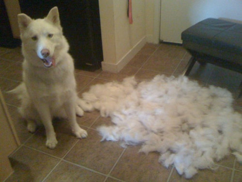犬の毛変わり02