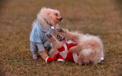 子犬の対決12