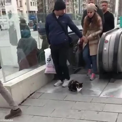 猫「知ったこっちゃねぇ」04