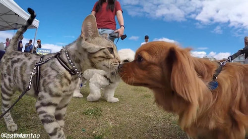 犬好きの猫が50匹と出会う03