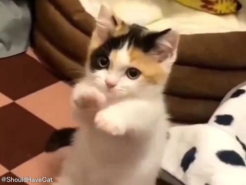「この子猫はどうやら魔法使いのようだ、何らかの呪文を使ってきた…」