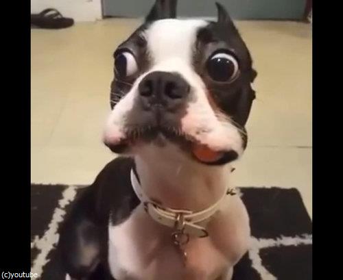 ニンジンを隠したかった犬01