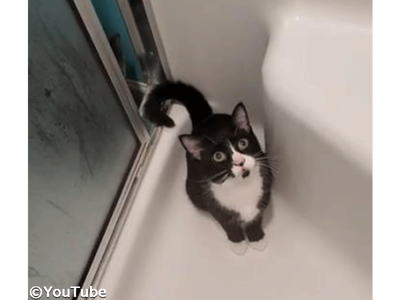うちの猫は 強引な手法でお風呂に入ってくる 動画 らばq