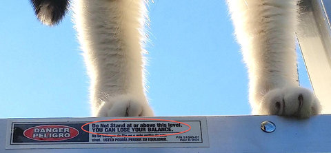 うちの猫が叫んでいた理由06