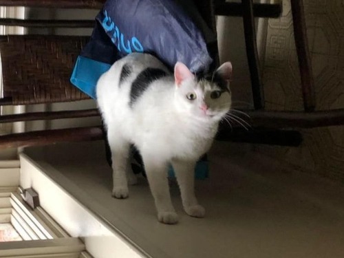 スパイダーマンみたいな猫02