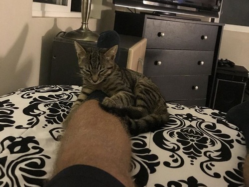 帰宅したら見知らぬ猫がいた05