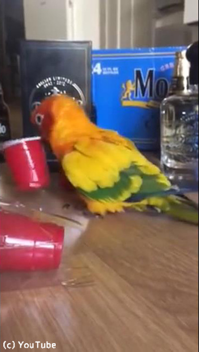 ���󥳤����åפ򤯤廊�����02