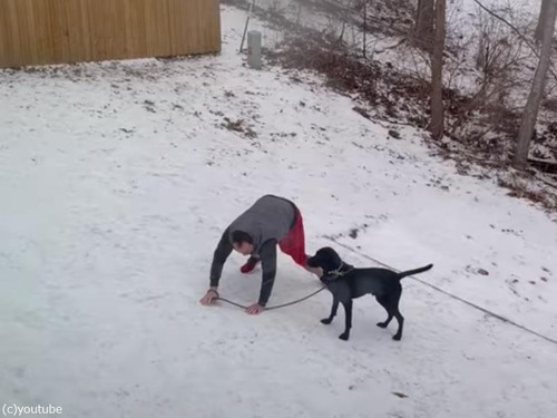 凍った雪で帰宅できない飼い主と犬