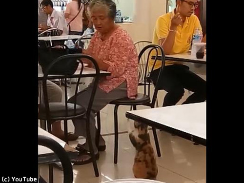フードコートで猫がおねだり00