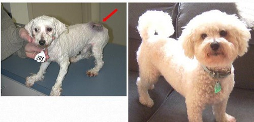 救助された犬や猫18