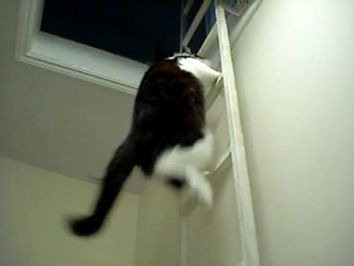 はしごを上る猫