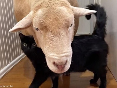 羊と猫が…まわりが嫉妬するほど仲良し（動画）