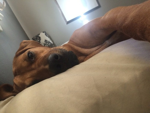 毎朝起こしてくれる犬や猫02