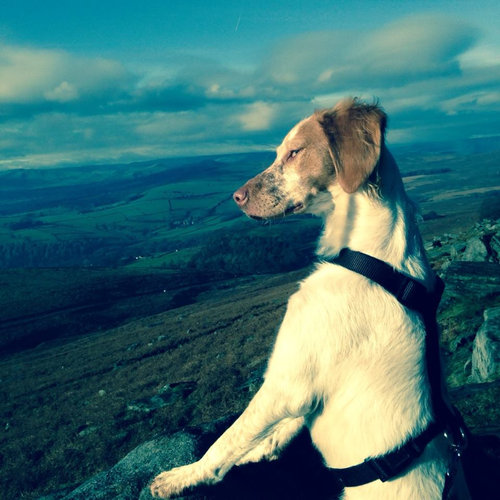 世界で最も感動の薄い犬10