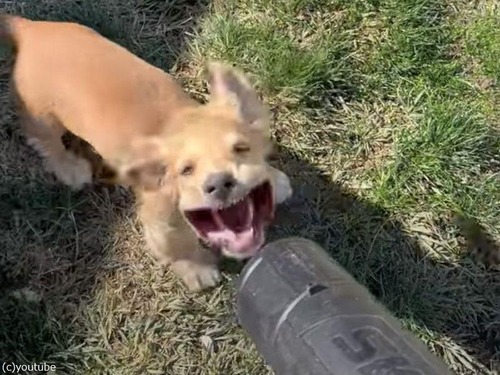 リーフブロワーの強風が好きな犬…すごい顔になる（動画）