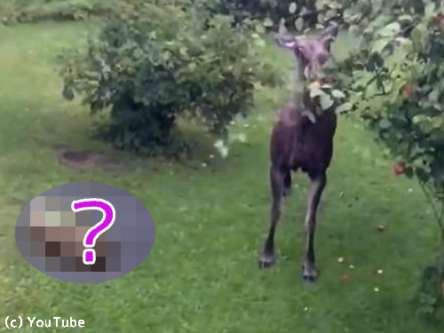 ヘラジカvs芝刈り機00