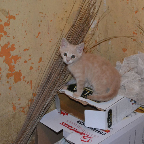 ケニアで子猫06