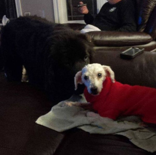 捨て犬の救助07