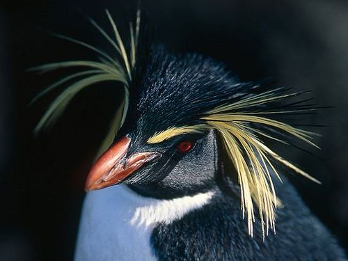イワトビペンギン00