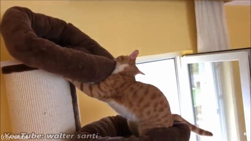 よりふかふかのベッドを探求する猫02