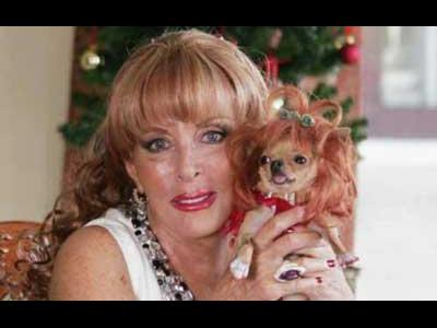 チワワに遺産相続01