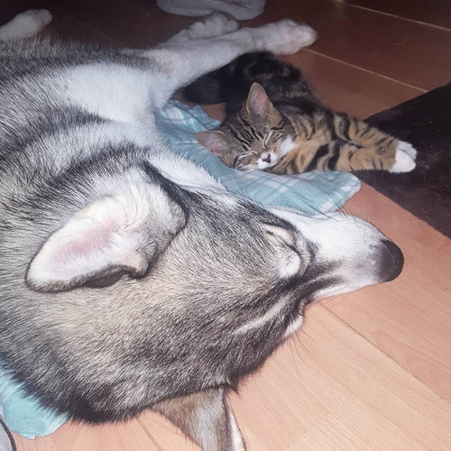 不安症の犬が子猫と出会った06