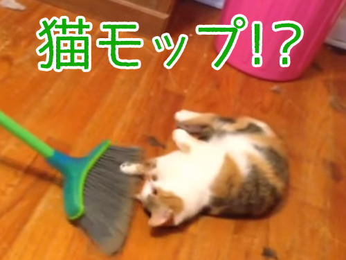 掃かれたい猫00