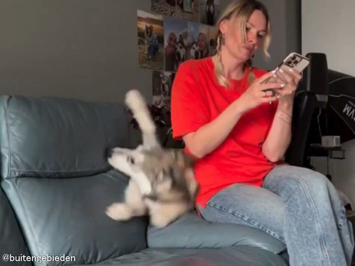 「これだからハスキー犬ってやつは…」飼い主さんを驚かす奇行