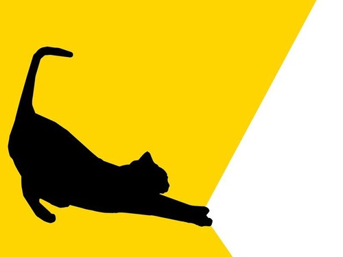 遊んで疲れた後の猫