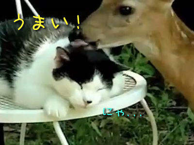猫と鹿