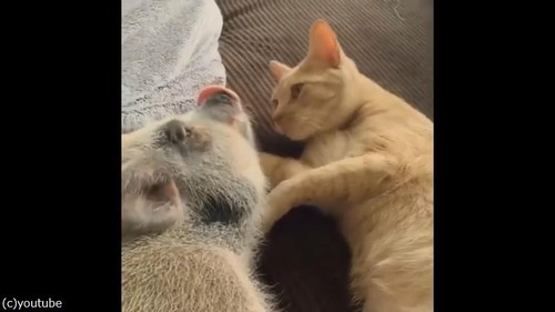 ǭ���֥��ˤ��ܳФ�Υ��奦01