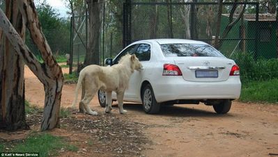 ライオンが車の扉を開けた01