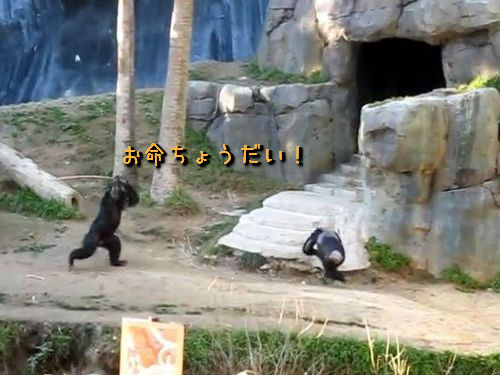 ちゃんばらチンパンジー01