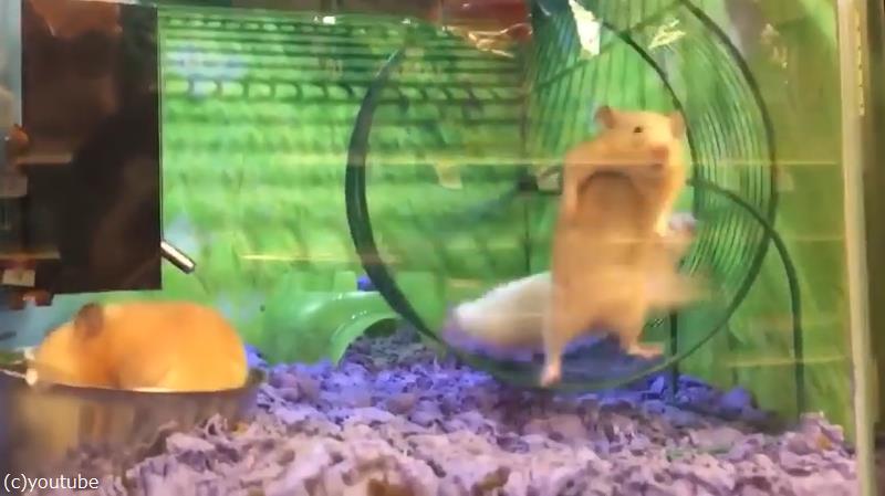 回し車で遊ぶハムスターに起こった かわいいハプニング 動画 らばq