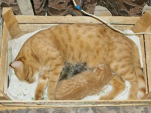猫とハリネズミの赤ちゃん11