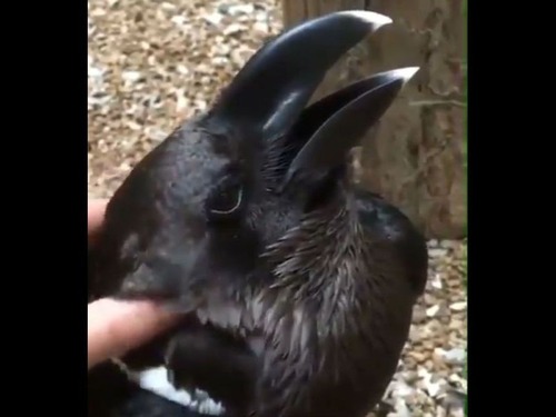この生き物 ウサギと鳥 どっちに見える ネットを騒がせた映像 マピオンニュース この生き物 ウサギと鳥 どっちに見える ネットを騒がせた映像 マピオンニュース