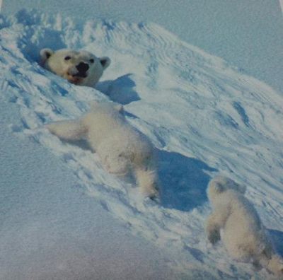 クマが釣られたり戦ったりあられもない格好したりする画像20