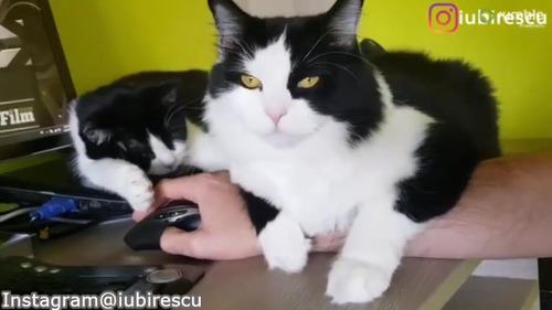 ����ʥ����०�����ޡ����ߤ���01