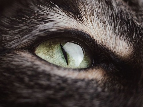 「うちの猫は目を閉じると…別の猫の目がある」00