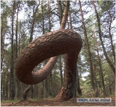 ロシアの踊る森02