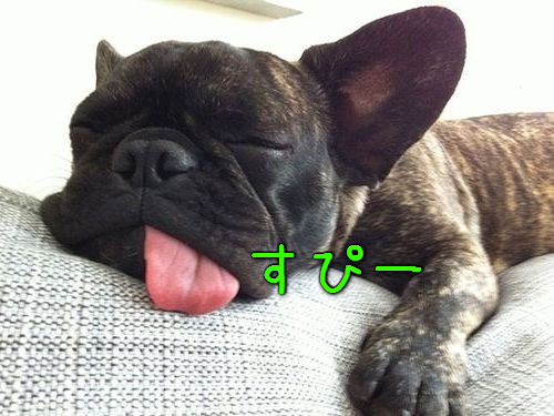 子犬はどこでも寝れる00