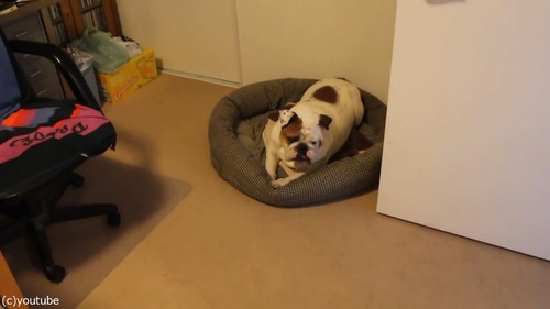 風呂嫌いの犬をおとなしく連れて行く方法01