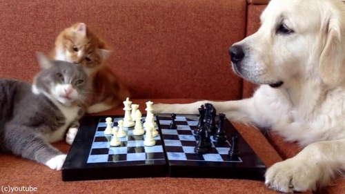猫がチェスの審判をすると…03