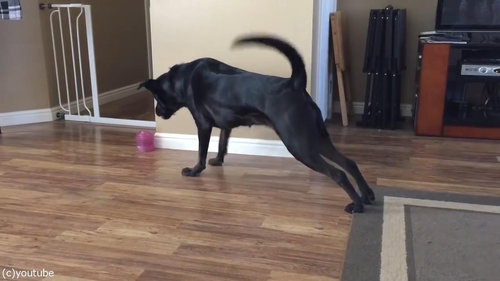 犬とカーペット02