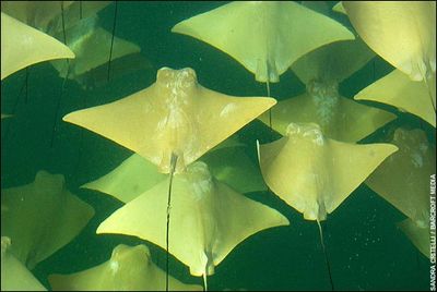 海面を幻想的に埋めつくす黄金のエイの大移動01