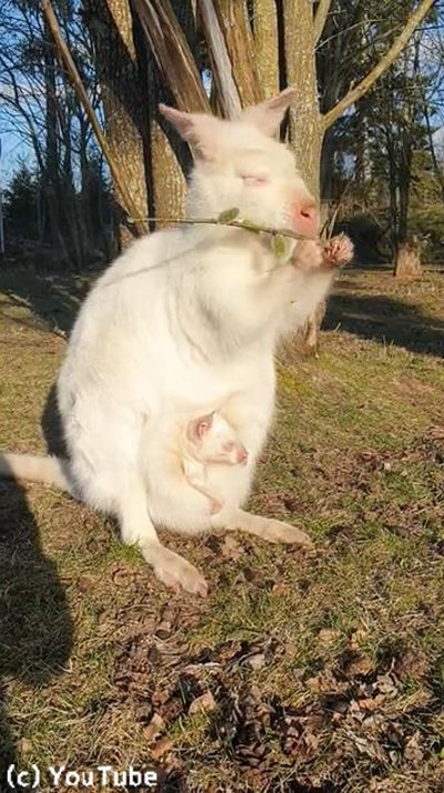 アルビノのワラビー親子のひなたぼっこが美しい02